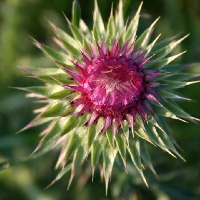 Skleidziasi dagio ziedas