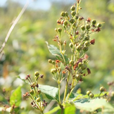 Bervidis nokina seklas