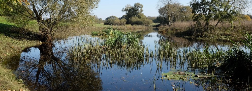 Rudenėjančiose Nevėžio ir Kiršino pakrantėse
