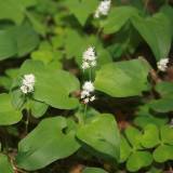 Šeštadienis Anykščiuose