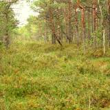 Spanguolės, pelkė ir gamta