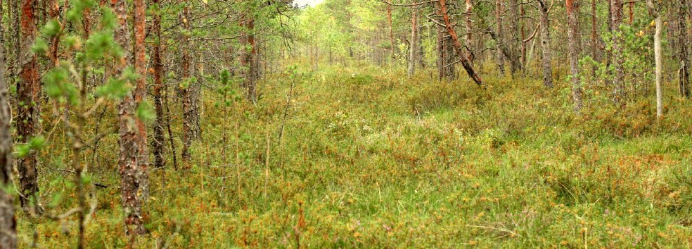 Spanguolės, pelkė ir gamta