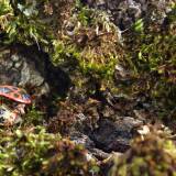 Tuo tarpu gamtoje: didžiulis vikšras, drugelių antplūdis ir plaukuotosios avietės