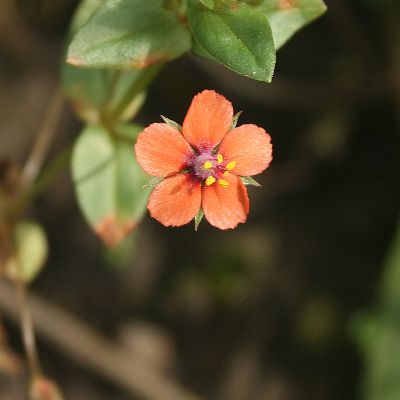 Dirvinio progailio ziedas