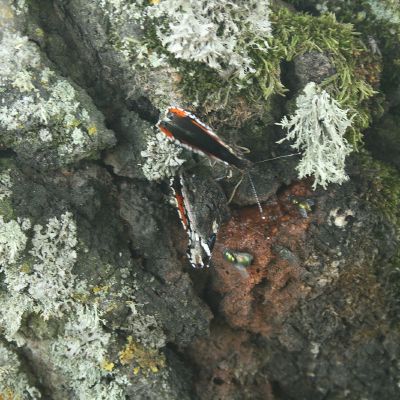 Drugeliai geria sula