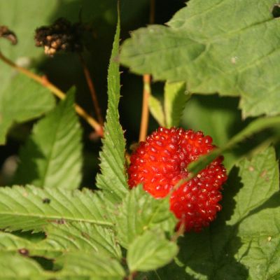 Seriuotosios avietes uoga