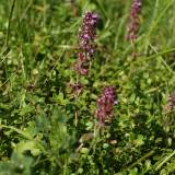 Tuo tarpu gamtoje: dygliavaisiai virkšteniai, Nevėžio pakrantės ir keisti čiobreliai