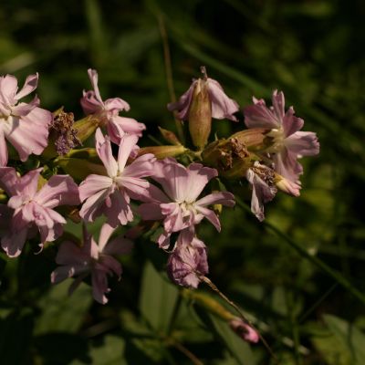 Putoklis pilnaviduriais ziedais