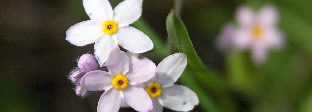 Tuo tarpu gamtoje: įvairiaspalvės neužmirštuolės, laiškiniai česnakai, saugomi burbuliai ir keisti vilkauogių žiedai