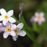 Tuo tarpu gamtoje: įvairiaspalvės neužmirštuolės, laiškiniai česnakai, saugomi burbuliai ir keisti vilkauogių žiedai