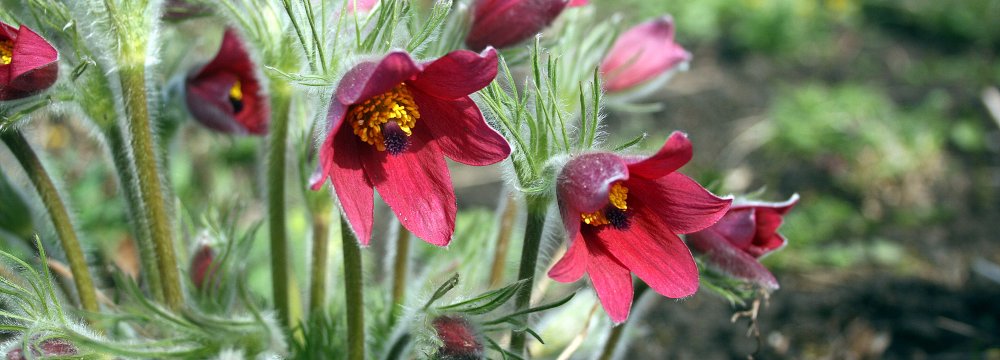 Tuo tarpu gamtoje: šilagėlės, plukės, meškinis česnakas, kailiniuotos musės ir apgaulingi klevai.
