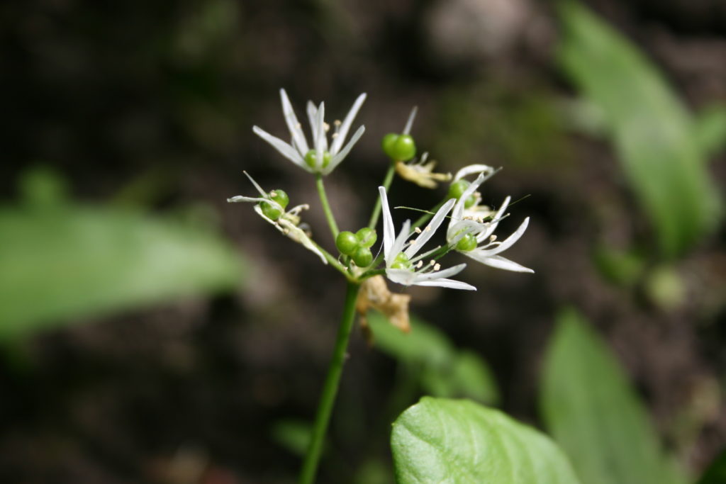 Česnakas, meškinis (lot. Allium ursinum)201305247