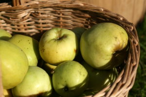 antaniniai-obuoliai