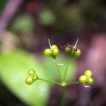 Meškinio česnako sėklas tikrina skruzdėlė