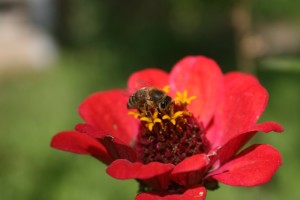Puikiojo gvaizdūnė lankoma bičių
