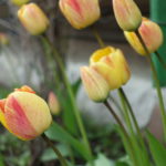 Darželinės tulpės