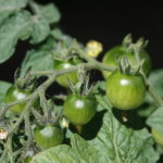 Paprastasis pomidoras