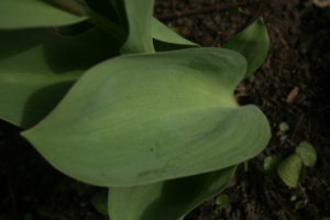 Tulpės lapas