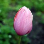 Tulpės žiedas