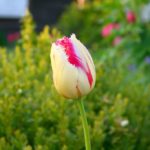 Tulpės žiedas
