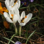 Pavasarinius krokus labai noriai lanko bitės ir kamanės
