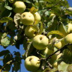 „Antaniniai“ obuoliai
