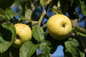 „Antaniniai” obuoliai