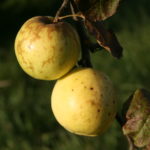 „Antaniniai“ obuoliai