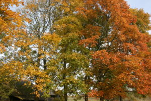 Rudenį medžiai keičia lapų spalvą