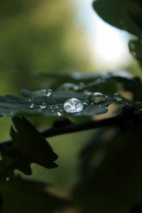 Ąžuolo lapai pasidengę vandenį atstumenčia medžiaga