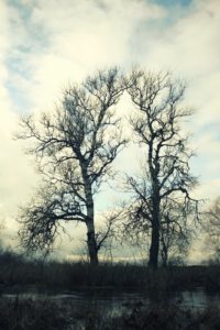 Fotogeniški medžiai