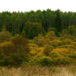 Miškai ir krūmai rudeniškai keičia spalvas