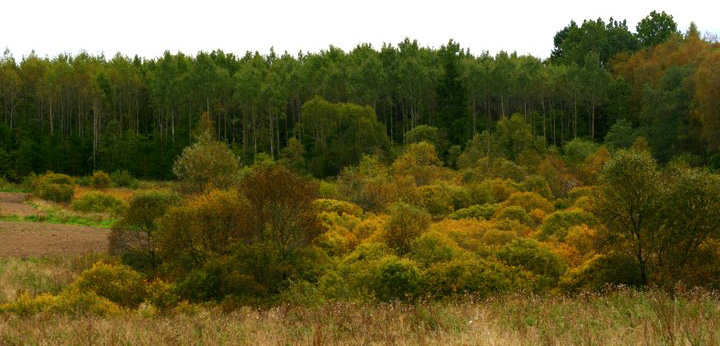 Miškai ir krūmai rudeniškai keičia spalvas